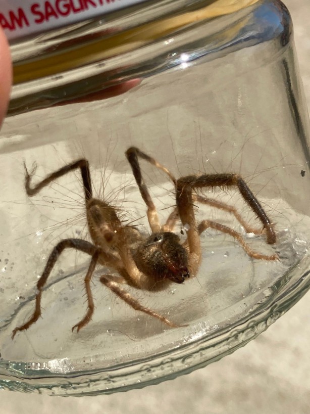 Foto - Sarıkız paniği büyüyor! 1 metre yükseğe sıçrayıp, akrep avlıyor...