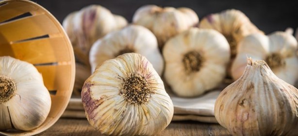 Foto - Sarımsağı bir de böyle deneyin! Şifa saçıyor