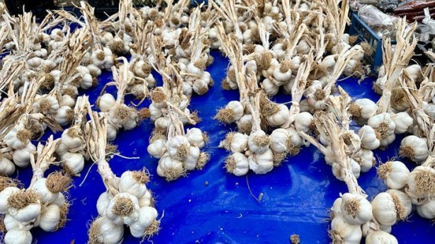 Foto - Sarımsağı hap gibi direkt yutanlar dikkat! Bunu dahi yanlış biliyormuşuz