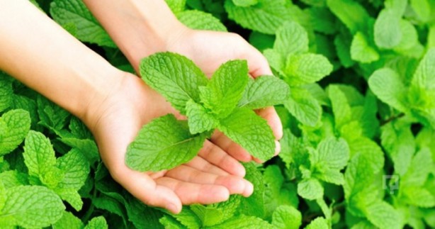 Foto - Sarımsağı kaynattıktan sonra suyunu...