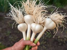 Foto - Sarımsağı yıllardır yanlış saklamışız! Bakteri yuvasına dönüşüyor! Bir diş sarımsak: Bunu yapanlara kötü haber