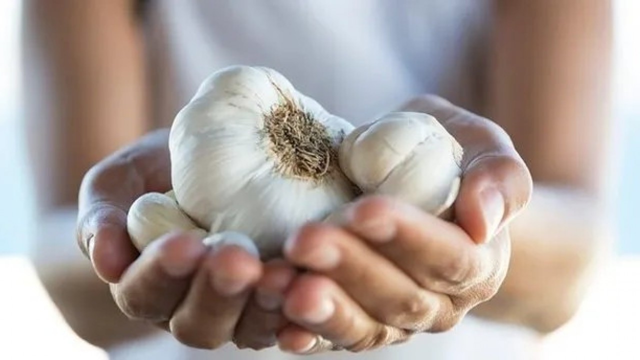 Foto - Sarımsağın faydaları nelerdir? Sarımsak enfeksiyonlara karşı koruyabilir: Sarımsak neye iyi gelir?