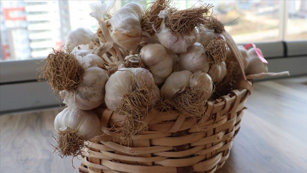 Foto - Sarımsağın olağanüstü 5 kanıtlanmış faydası