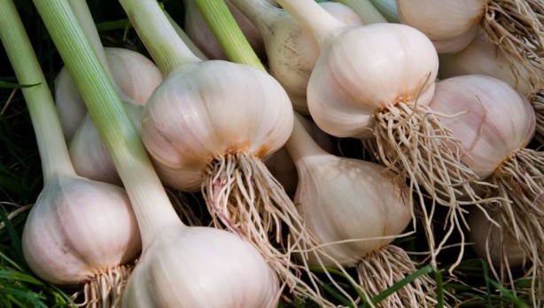 Foto - Sarımsağın olağanüstü 5 kanıtlanmış faydası