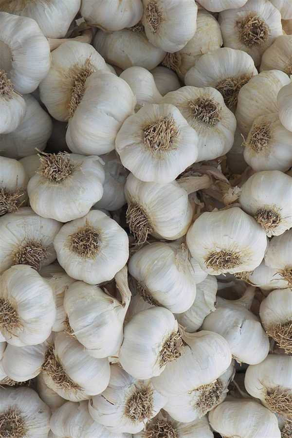 Foto - Sarımsağın olağanüstü 5 kanıtlanmış faydası