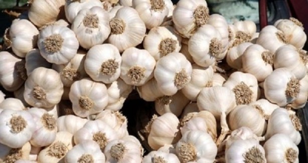 Foto - Sarımsağın olağanüstü 5 kanıtlanmış faydası