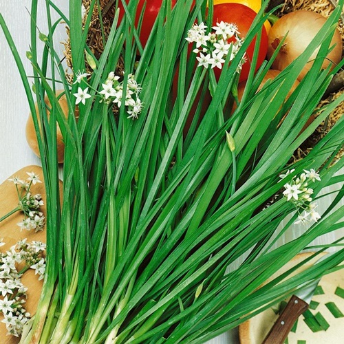 Foto - Sarımsak otu uyuza faydalı 