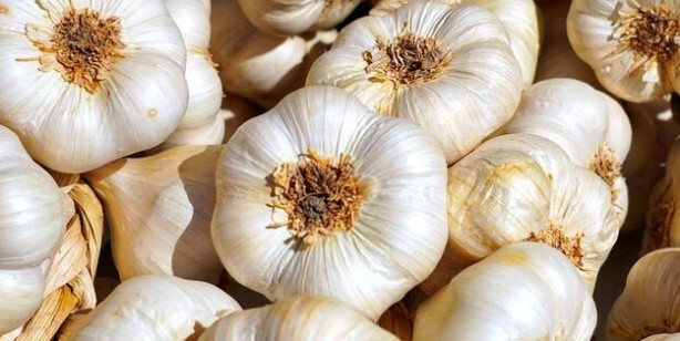 Sarımsak turşusu tarifi nasıl yapılır? Doğal antibiyotik