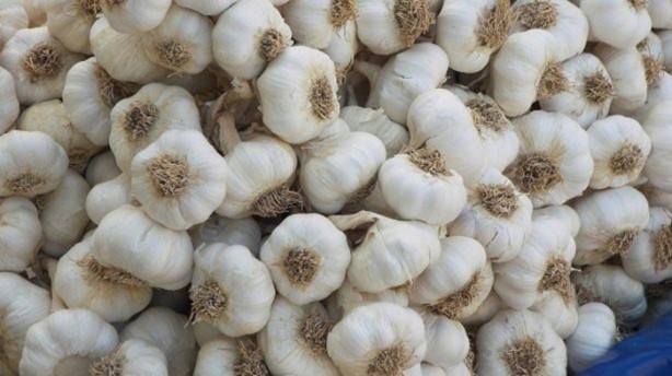 Foto - Sarımsak ve bal mucizesi