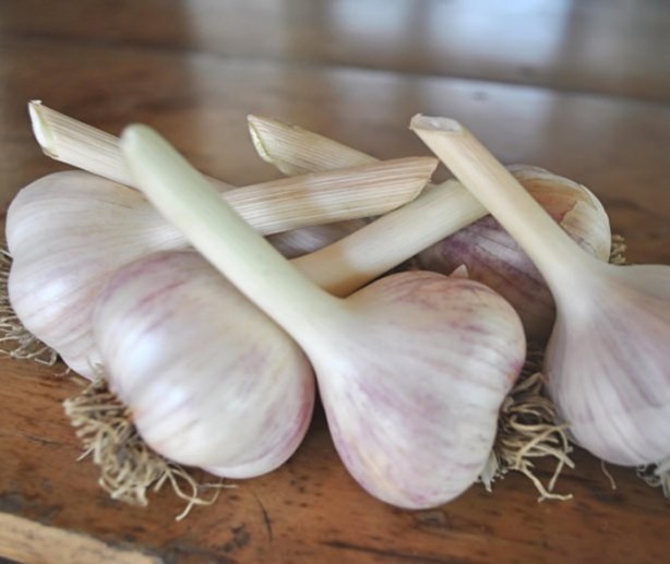Foto - Sarımsak ve bal mucizesi