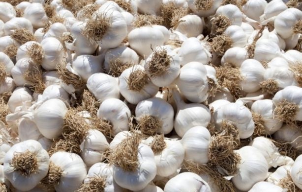 Foto - Sarımsak ve bal mucizesi