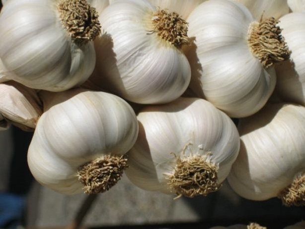 Foto - Sarımsak ve bal mucizesi