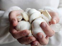 Foto - Sarımsak yağı hangi hastalıklara iyi gelir? Kullananlar inanılmaz müthiş buldular: Şifa her yerden fışkırıyor