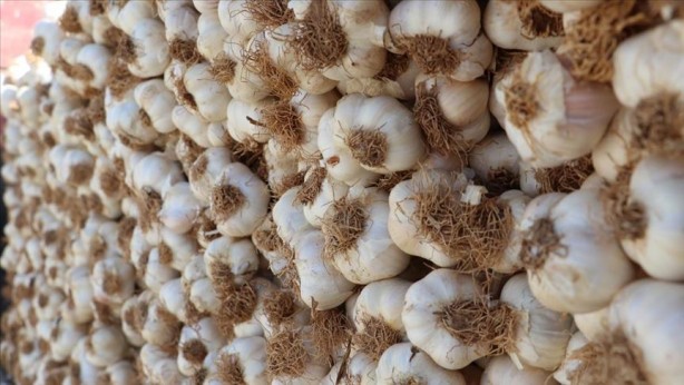 Foto - Sarımsak yararlı ama nereye kadar?