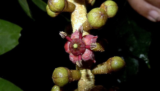 Foto - Sarımsak yiyince gözünüzde olanlara inanamayacaksınız! Uzman önerisi...