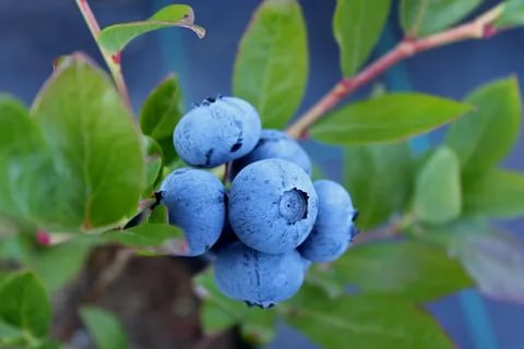 Foto - Sarımsak yiyince gözünüzde olanlara inanamayacaksınız! Uzman önerisi...