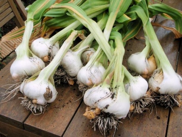 Foto - Sarımsaklı bal mucizesi