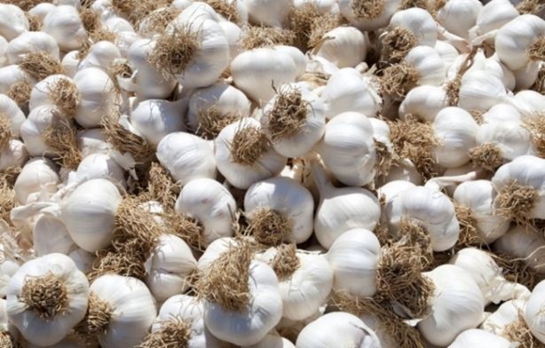 Foto - Sarımsaklı bal mucizesi