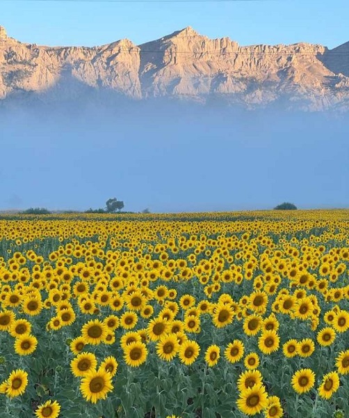 Foto - Sarıya bürünen tarlalar hayran bırakıyor