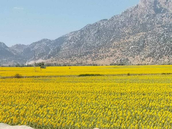 Foto - Sarıya bürünen tarlalar hayran bırakıyor