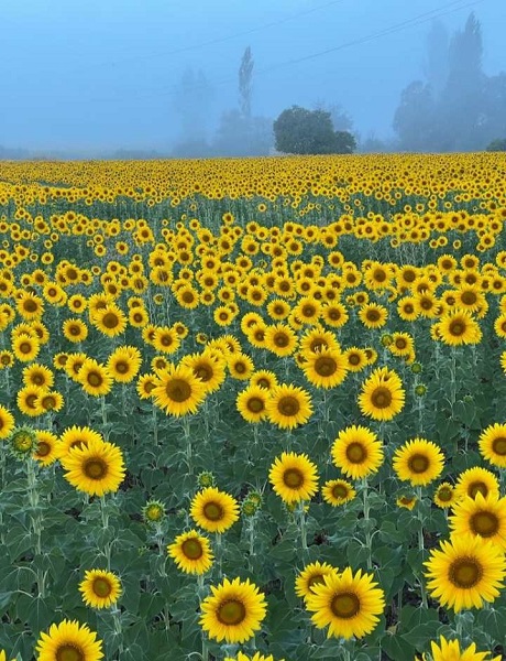 Foto - Sarıya bürünen tarlalar hayran bırakıyor