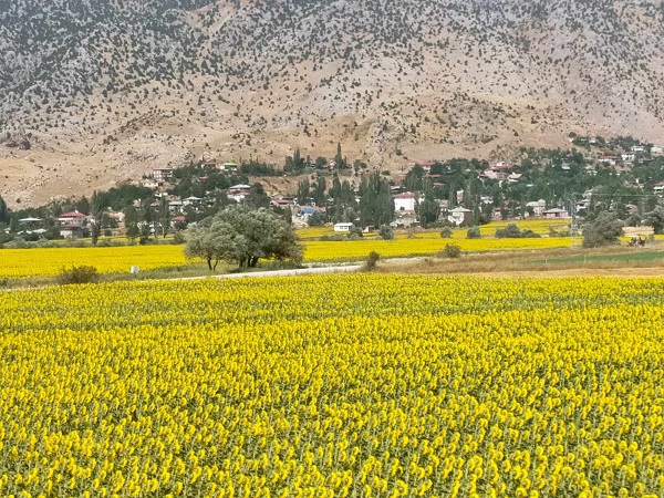 Foto - Sarıya bürünen tarlalar hayran bırakıyor