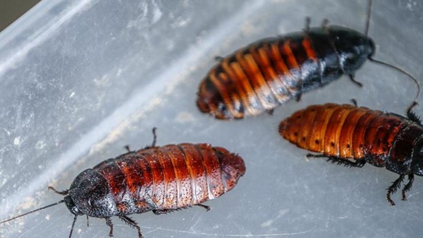 Foto - Şaşırtan analiz! Böcekler nükleer felaketten nasıl kurtulur?