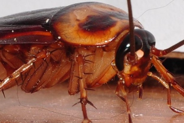 Foto - Şaşırtan analiz! Böcekler nükleer felaketten nasıl kurtulur?