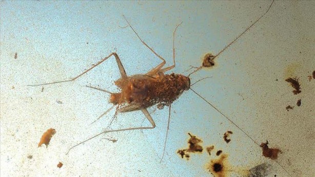 Foto - Şaşırtan analiz! Böcekler nükleer felaketten nasıl kurtulur?