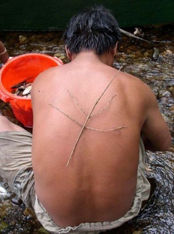 Foto - Şaşırtan dev hayvanlar