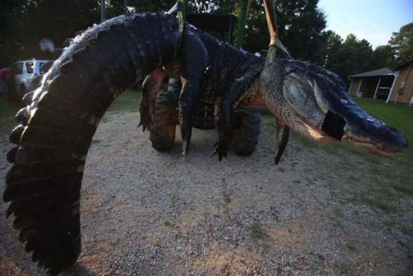 Foto - Şaşırtan dev hayvanlar