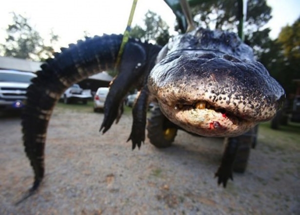 Foto - Şaşırtan dev hayvanlar