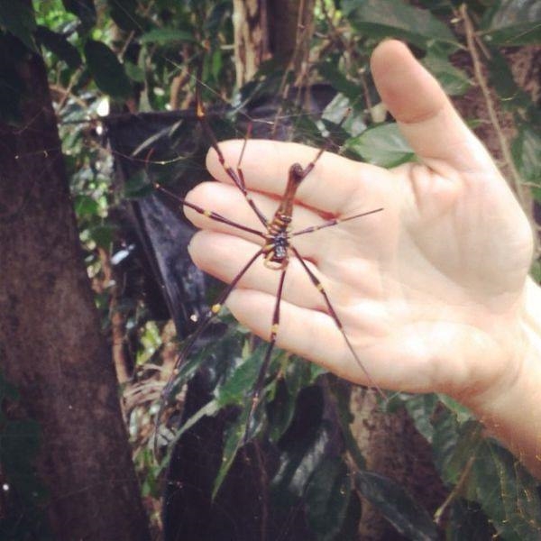 Foto - Şaşırtan dev hayvanlar