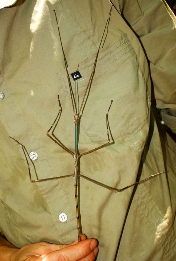 Foto - Şaşırtan dev hayvanlar