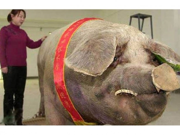 Foto - Şaşırtan dev hayvanlar