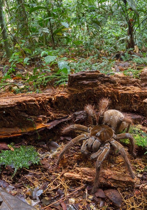 Foto - Şaşırtan dev hayvanlar