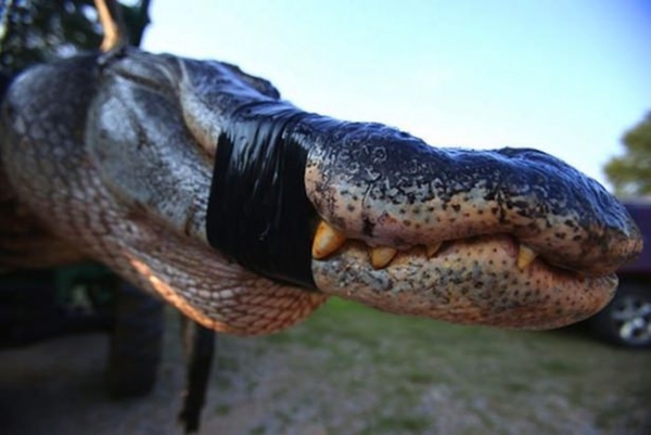 Foto - Şaşırtan dev hayvanlar