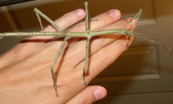 Foto - Şaşırtan dev hayvanlar