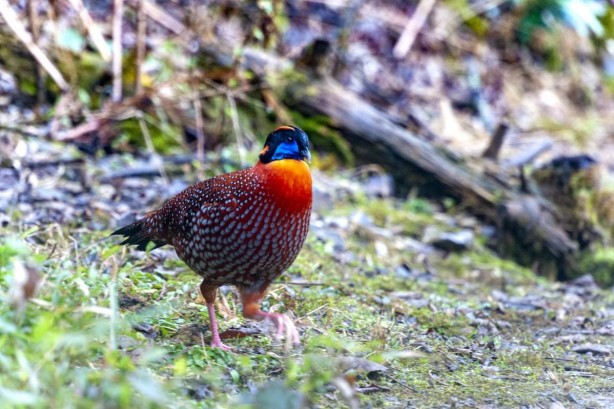 Foto - Şaşırtan gelişme! 80 yıl sonra Çin’e geri döndüler!