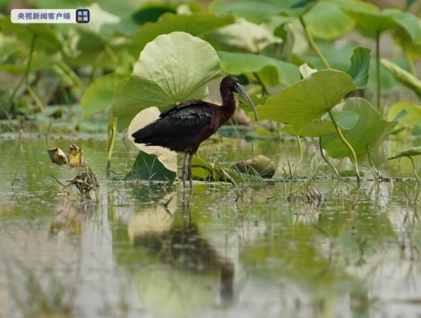 Foto - Şaşırtan gelişme! 80 yıl sonra Çin’e geri döndüler!