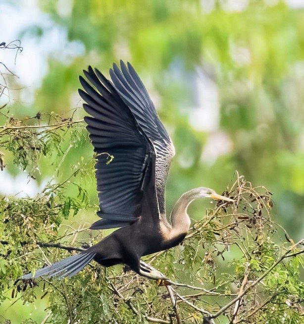 Şaşırtan gelişme! 80 yıl sonra Çin’e geri döndüler!