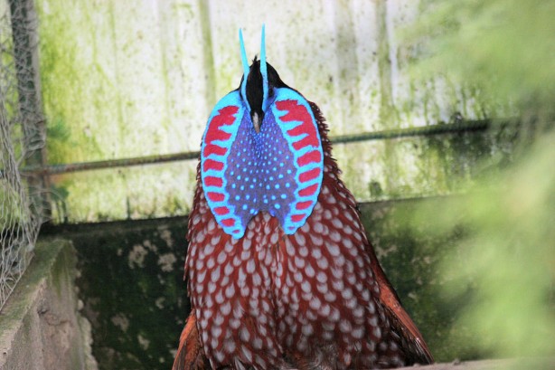 Foto - Şaşırtan gelişme! 80 yıl sonra Çin’e geri döndüler!