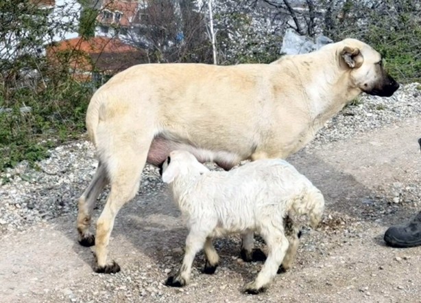 Foto - Şaşırtan görüntü! Çoban köpeği kuzunun 'süt annesi' oldu