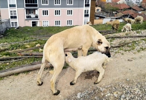 Şaşırtan görüntü! Çoban köpeği kuzunun 'süt annesi' oldu