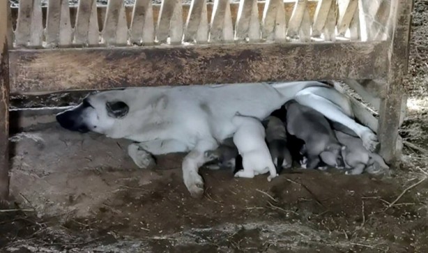 Foto - Şaşırtan görüntü! Çoban köpeği kuzunun 'süt annesi' oldu