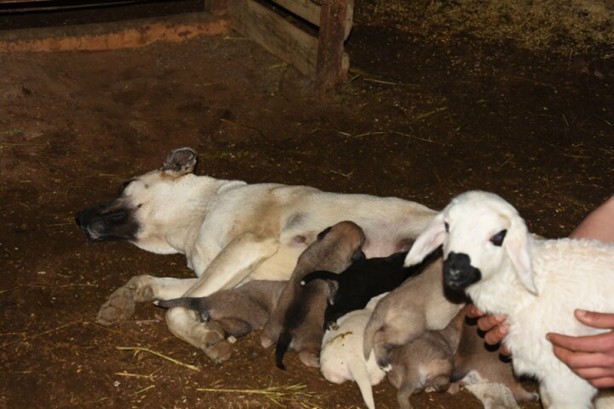 Foto - Şaşırtan görüntü! Çoban köpeği kuzunun 'süt annesi' oldu