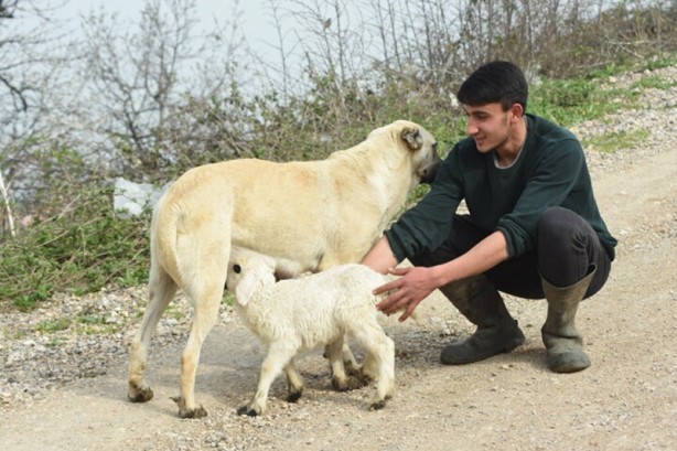 Foto - Şaşırtan görüntü! Çoban köpeği kuzunun 'süt annesi' oldu