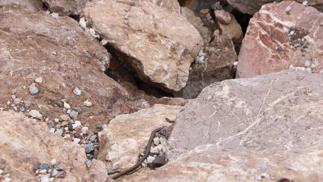 Foto - Şaşırtan manzara! O bölgeye adeta yılan yağıyor