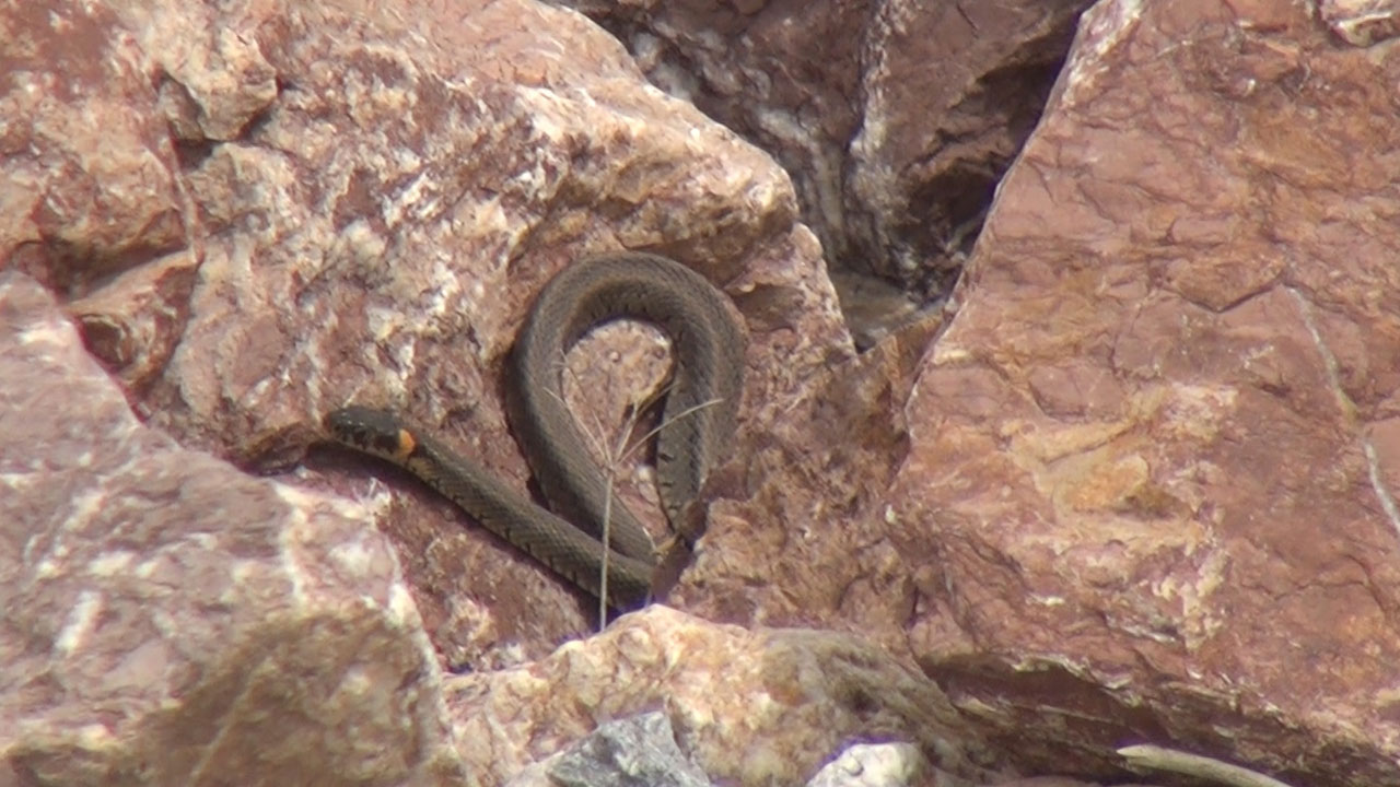 Foto - Şaşırtan manzara! O bölgeye adeta yılan yağıyor