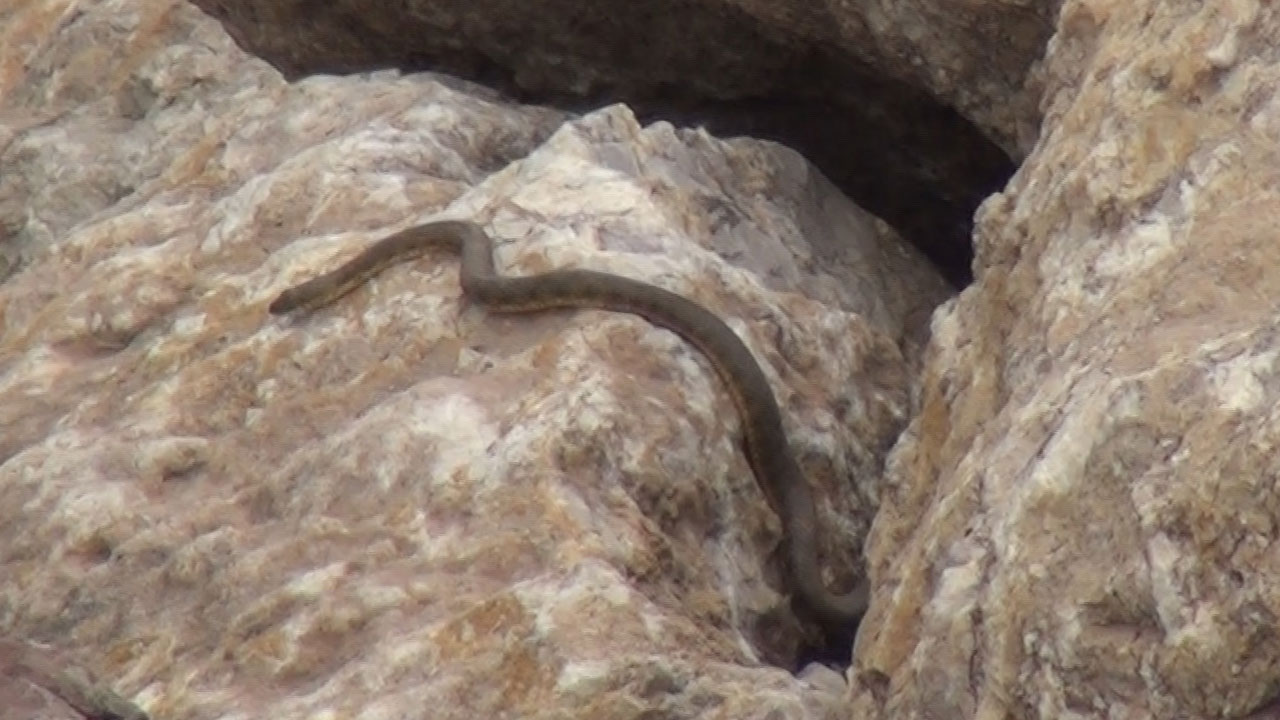 Foto - Şaşırtan manzara! O bölgeye adeta yılan yağıyor